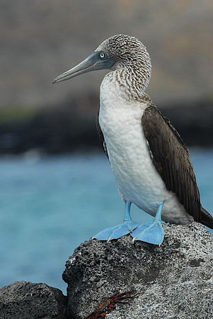 Galapagos, Day 3