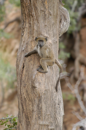 Singita Game Reserve, So. Africa