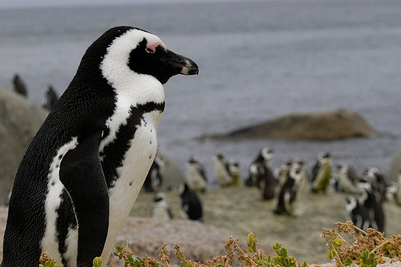 Penguins, So. Africa