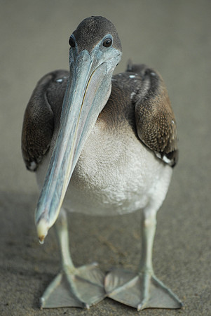 Galapagos, Day 3