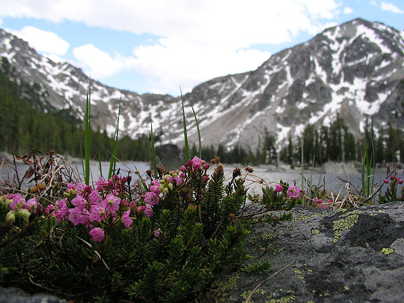 Montana '08