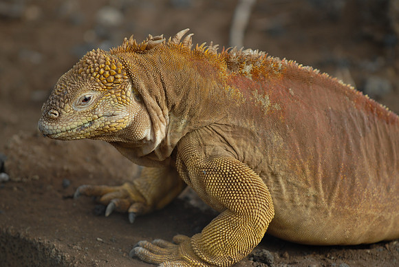 Galapagos Day 1