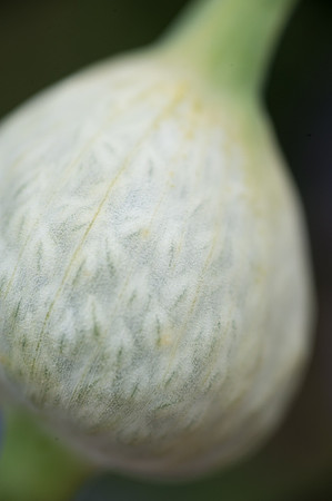 Pregnant with Petals