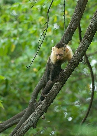 Nagoya Penninsula, Costa Rica