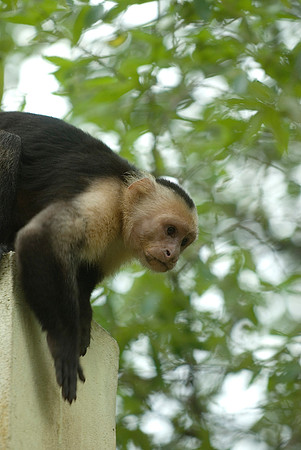 Nagoya Penninsula, Costa Rica