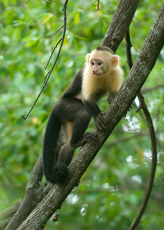 Nagoya Penninsula, Costa Rica
