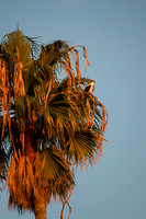 Penguin in a Palm