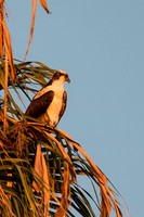 Penguin in a Palm