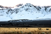 Owens Valley-3