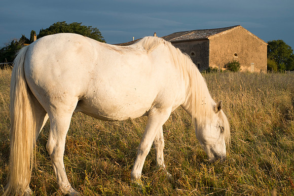 Camargue/Gallician