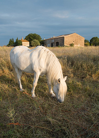 Camargue/Gallician