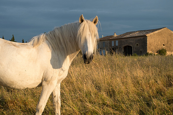 Camargue/Gallician