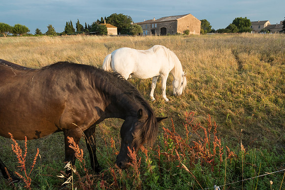 Camargue/Gallician