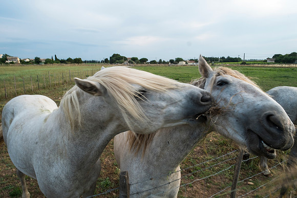Camargue/Gallician