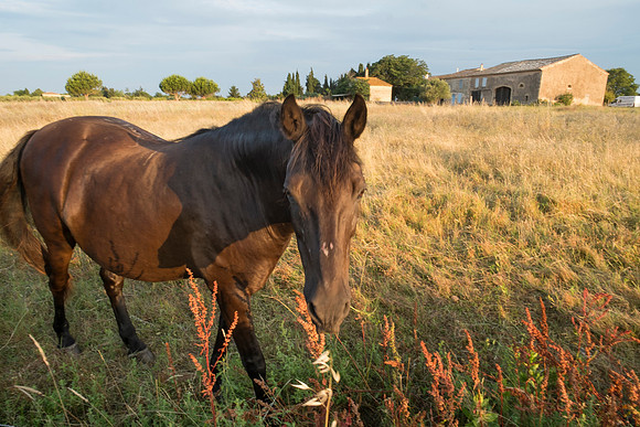 Camargue/Gallician