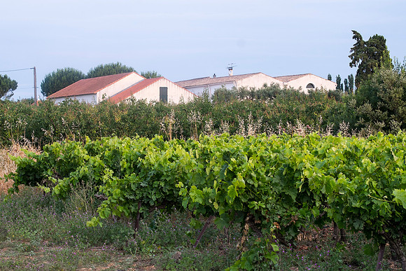 Camargue/Gallician