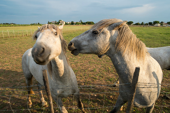 Camargue/Gallician