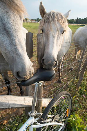 Camargue/Gallician