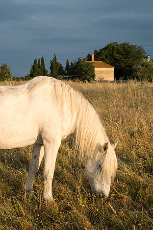 Camargue/Gallician