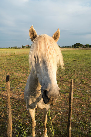 Camargue/Gallician