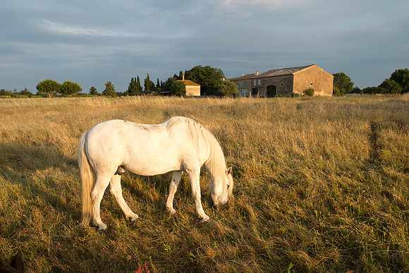 Camargue/Gallician
