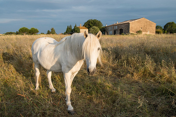 Camargue/Gallician