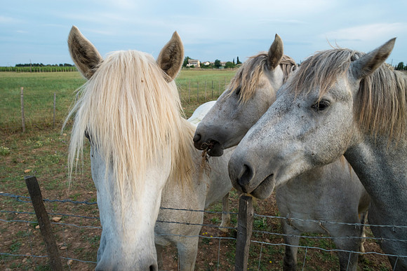Camargue/Gallician