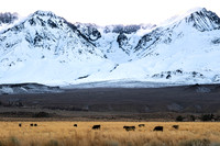 Owens Valley-4