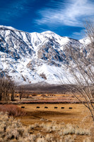 Owens Valley-7