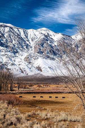 Owens Valley-7