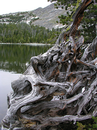 Montana '08