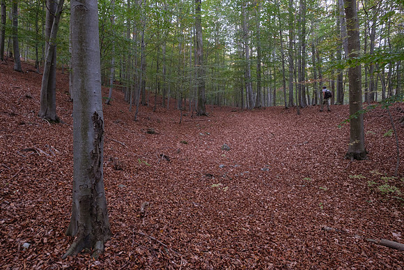 A Fairytale Walk in a Chestnut Forest