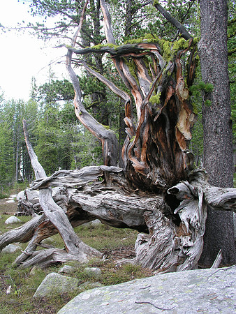 Montana '08