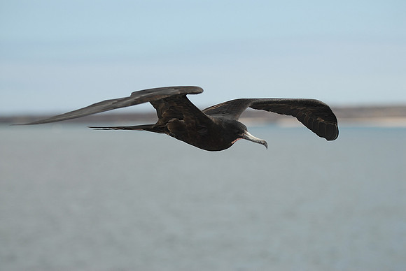 Galapagos, Day 4