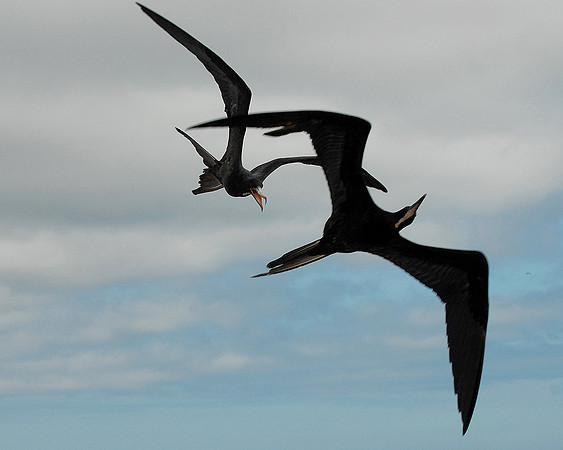 Galapagos, Day 4