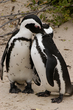 Penguins, So. Africa