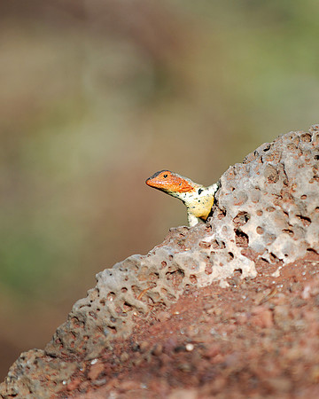 Galapagos Day 1