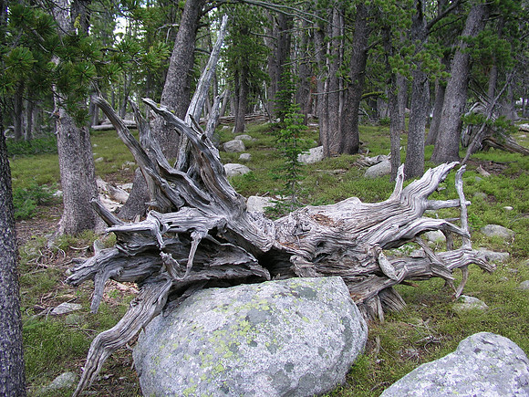 Montana '08