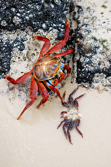 Galapagos, Day 3