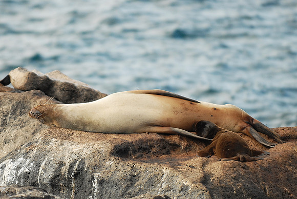 Galapagos, Day 4
