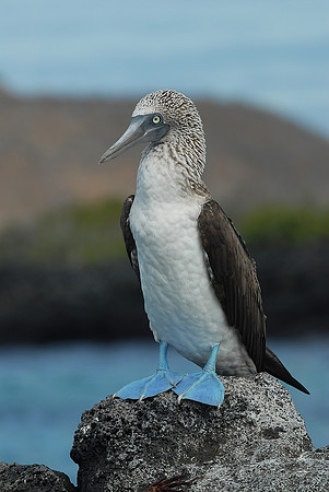 Galapagos, Day 3