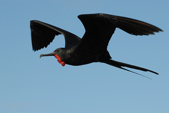 Galapagos, Day 4