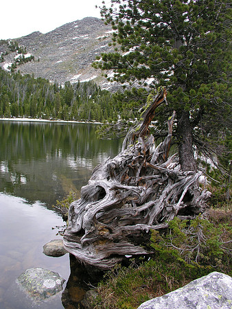 Montana '08