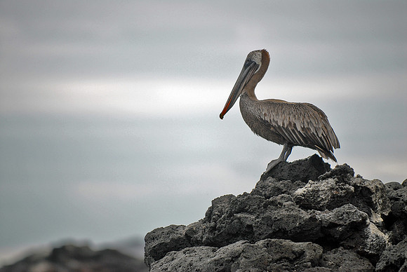 Galapagos, Day 3