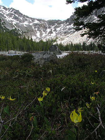 Montana '08