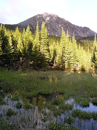 Montana '08
