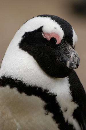 Penguins, So. Africa