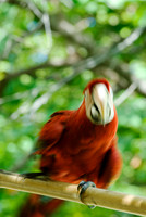 Nagoya Penninsula, Costa Rica
