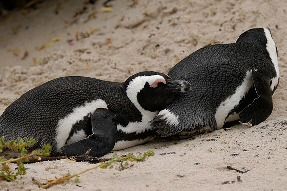 Penguins, So. Africa