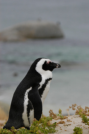 Penguins, So. Africa